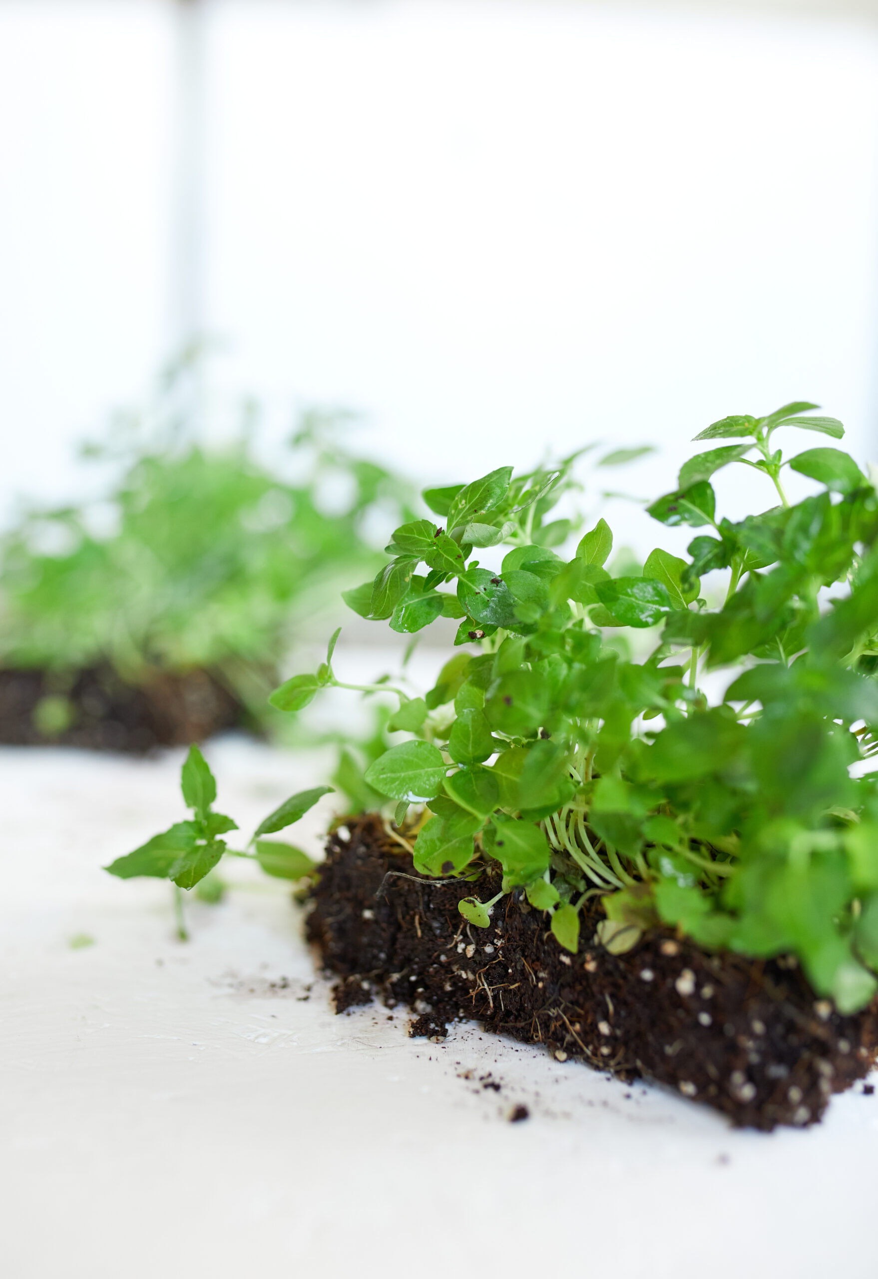 Microgreens basil on white background, Vegan micro sunflower greens shoots, Growing healthy eating concept, Idea for healthy vegan food delivery service